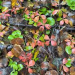 Skagway leaves 2024