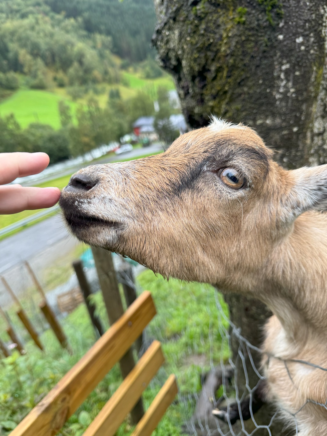 Norway Goat 2024