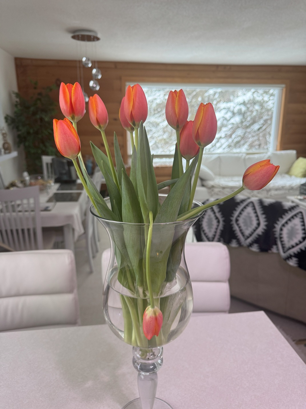 Tulips Feb 2025 Tulips Feb 2025