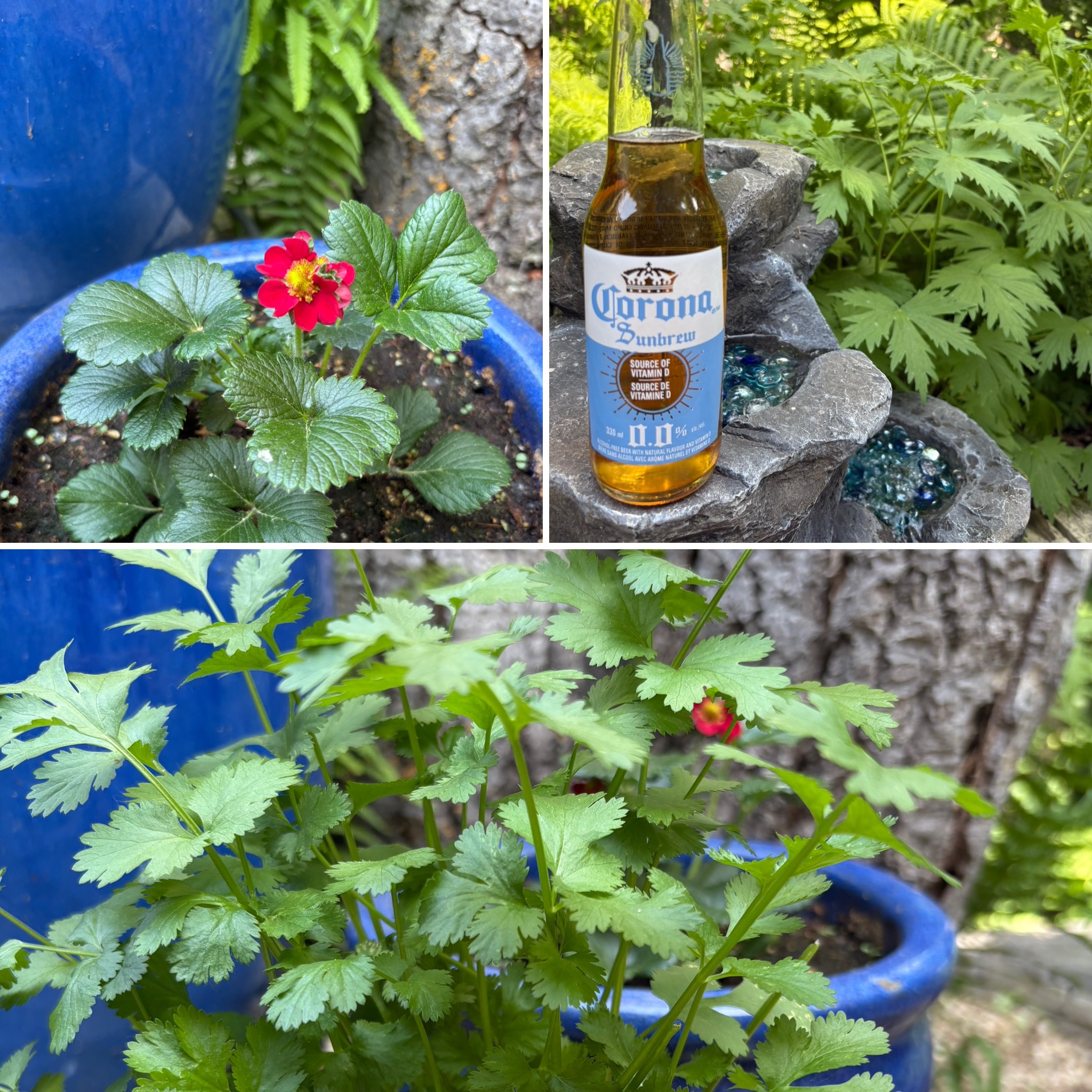 Strawberry Sunbrew Cilantro Strawberry Sunbrew Cilantro