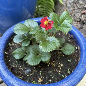 Strawberries