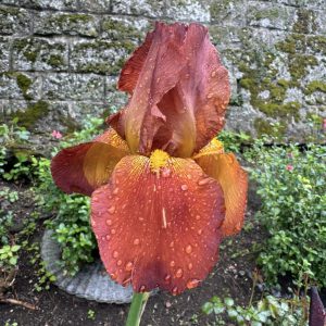 Iris flowers